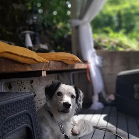 Brvnara Majstorovic Holiday home Divcibare