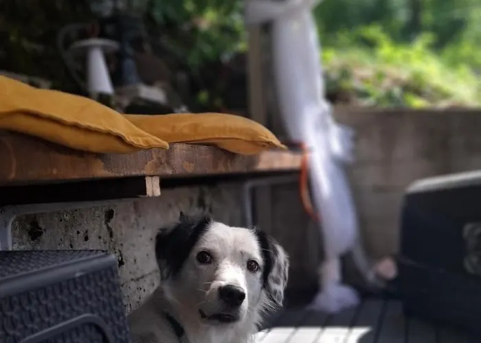 Brvnara Majstorovic Nyaraló Divčibare